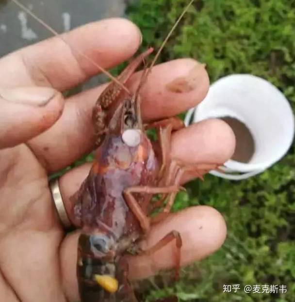 小鱼养殖小虾技术要点_小鱼小虾养殖技术_小鱼养虾视频