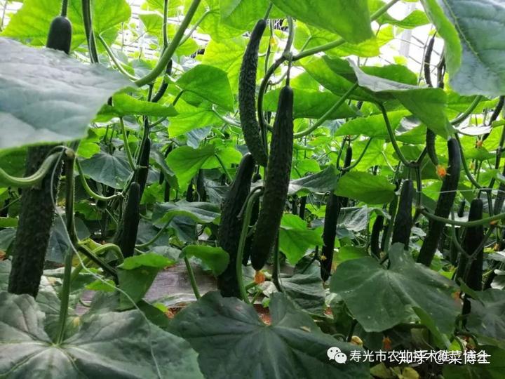 地爬黄瓜的种植技术_满地爬黄瓜种植技术_黄瓜苗爬藤