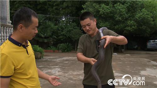 蛇痴险中求财