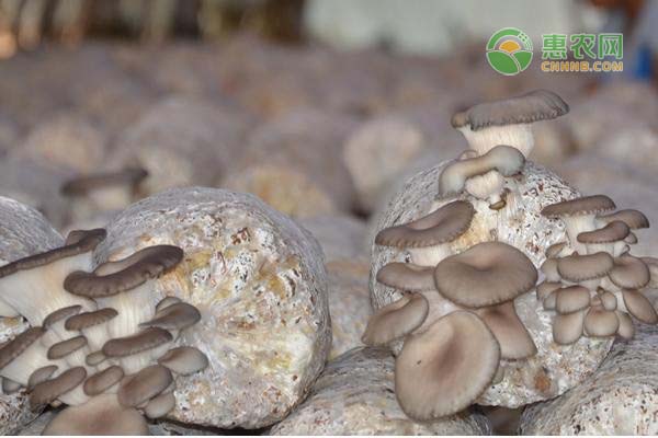 蘑菇种植方法和步骤是什么？