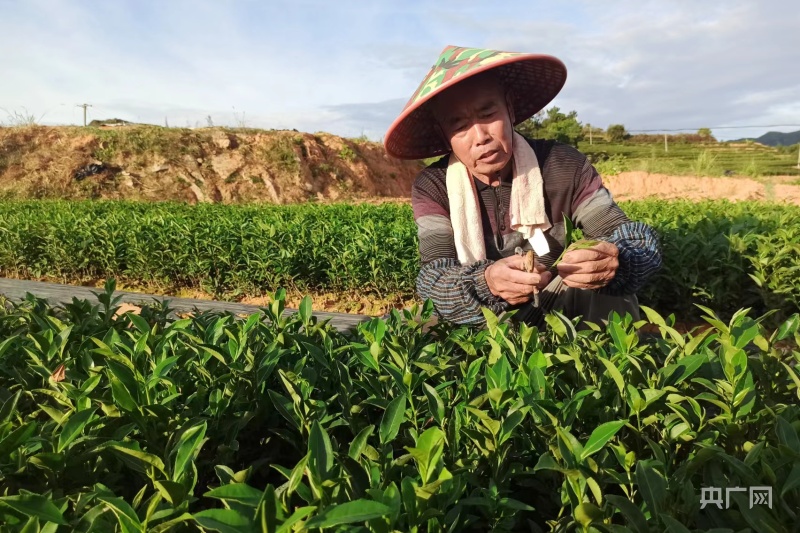 致富经里的种茶名人_致富名人茶种里面有什么_致富经茶叶视频