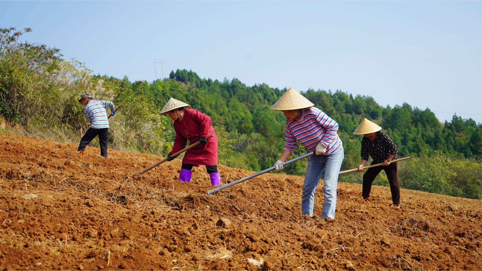 贵州岑巩：打造千亩中药材基地 点燃乡村振兴“新引擎”
