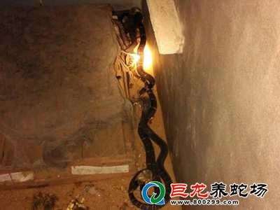 技术养蛇