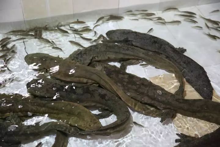 养殖致富之路_养殖致富经_致富轻养殖