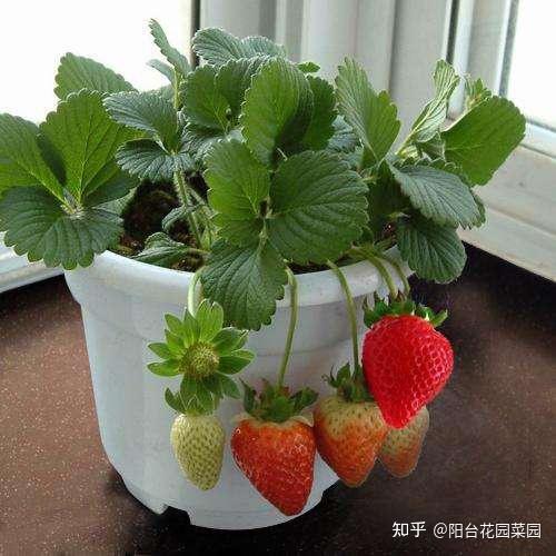 大棚种植草莓技术在哪里学_草莓最新大棚种植技术_大棚种植最新草莓技术视频