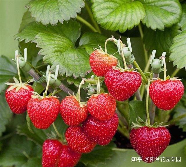 大棚种植最新草莓技术视频_草莓最新大棚种植技术_大棚种植草莓技术在哪里学