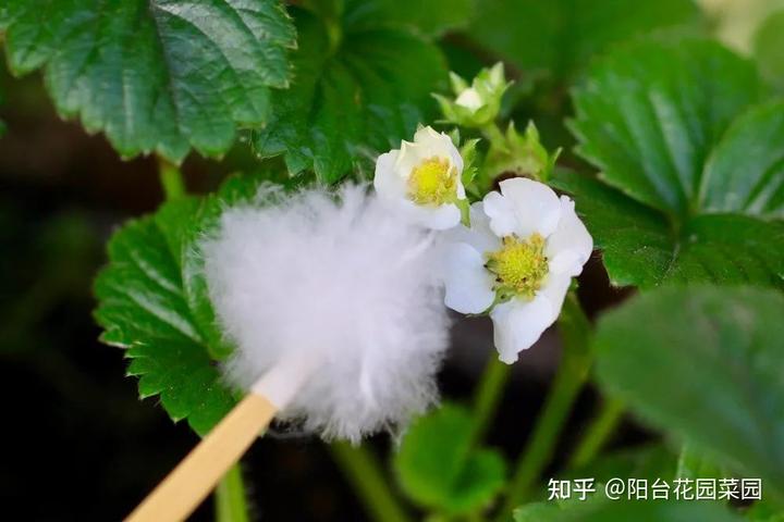 大棚种植草莓技术在哪里学_草莓最新大棚种植技术_大棚种植最新草莓技术视频