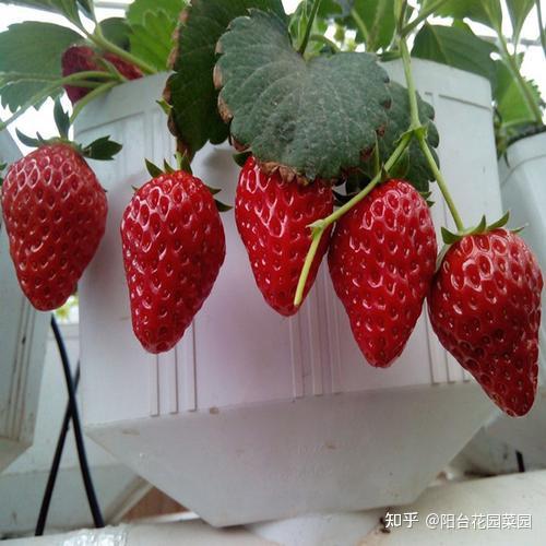草莓最新大棚种植技术_大棚种植草莓技术在哪里学_大棚种植最新草莓技术视频