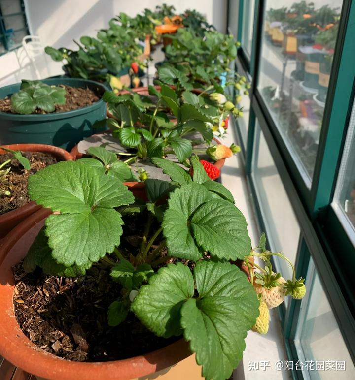 草莓最新大棚种植技术_大棚种植草莓技术在哪里学_大棚种植最新草莓技术视频