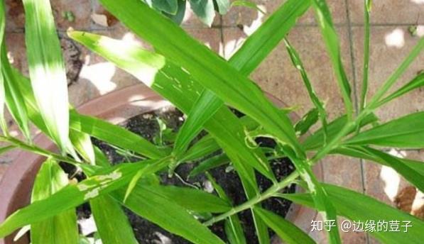 种植姜的技术视频_视频种植姜技术大全图片_大姜种植技术视频