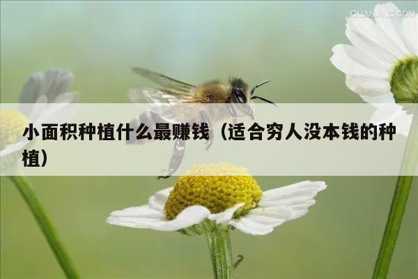 土地种植什么比较赚钱，盘点十种最赚钱的农作物