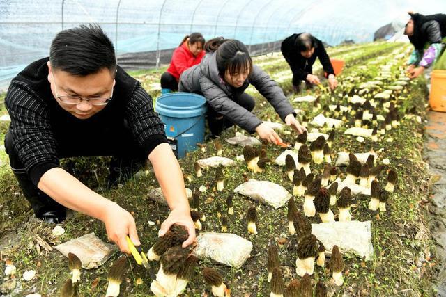 江西德兴：喜种羊肚菌 收获致富“金”