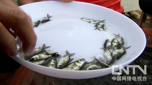 中央台七套致富经水产养殖_养殖视频中央农业频道致富经_cctv养殖致富网