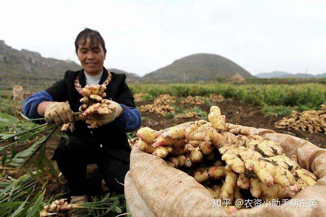 大棚大姜养根用什么肥料？大姜用什么肥效果好？大姜底肥用矿源黄腐酸钾黑金晶！