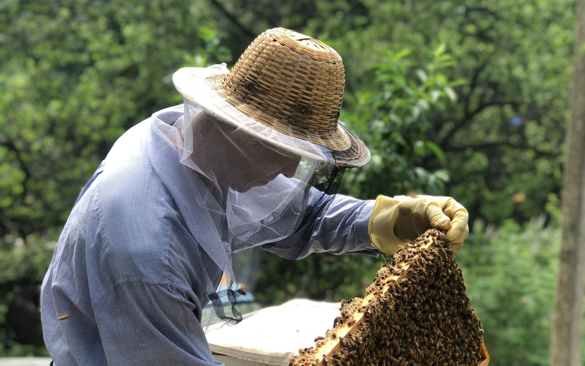 年入25万平均年龄超60岁 合作社喊“小年轻”来养蜂