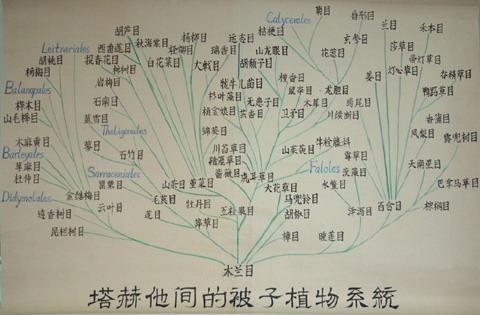 土豆不是豆？花生也是豆！——当我们说“豆类”时，我们在说什么？