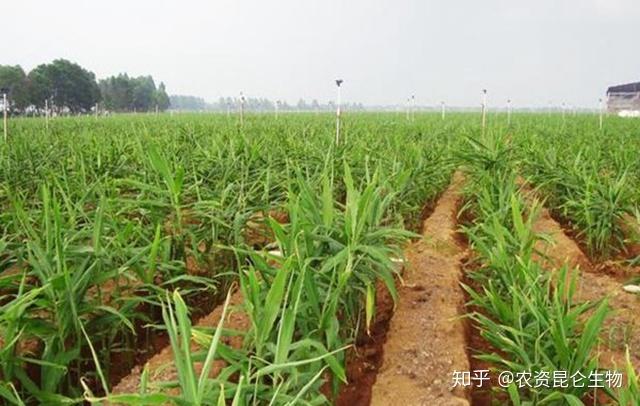视频种植姜技术大师是谁_大姜种植技术视频_种植姜的技术视频