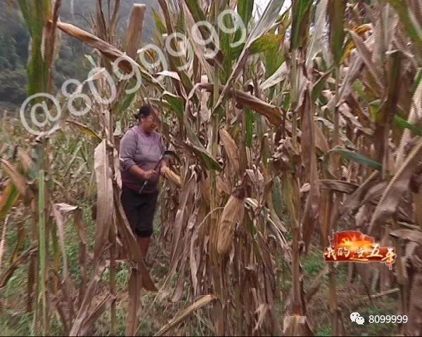 养水牛致富经_养水牛赚钱吗_养殖水牛
