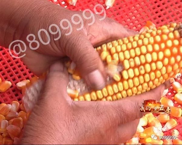 养水牛致富经_养殖水牛_养水牛赚钱吗