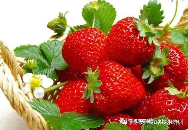 草莓最新大棚种植技术_大棚种植草莓技术在哪里学_大棚种植最新草莓技术要求