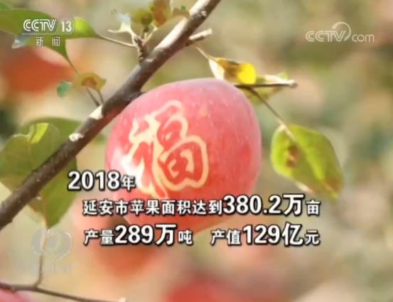 致富经百香果_致富经果树盆景_致富果树