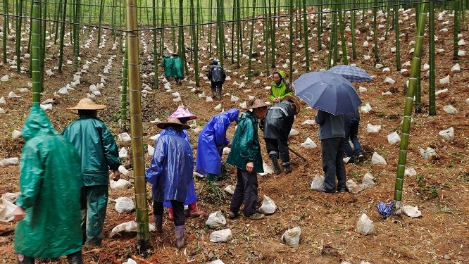 植菌入林正当时 共撑林下“共富伞”