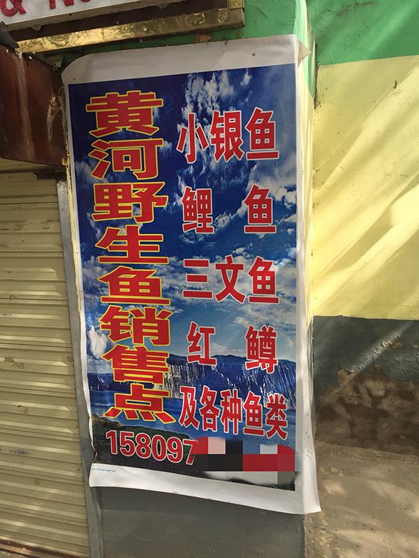 细鳞鲑鱼苗_细磷鲑养殖技术_水产养殖磷