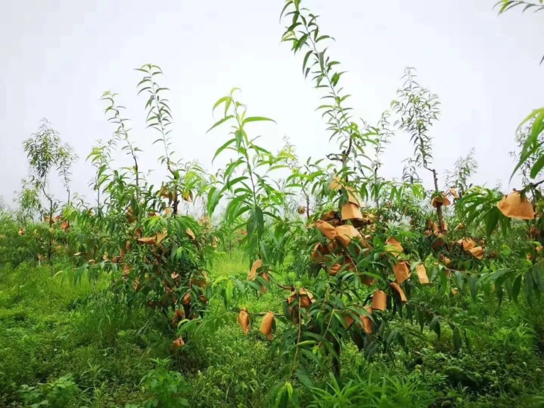 巫溪适合种植的植物_巫溪种植致富项目_巫溪种植独活基地电话