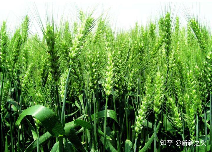 豆麦种植技术与管理_豆麦是什么植物_麦豆种植技术