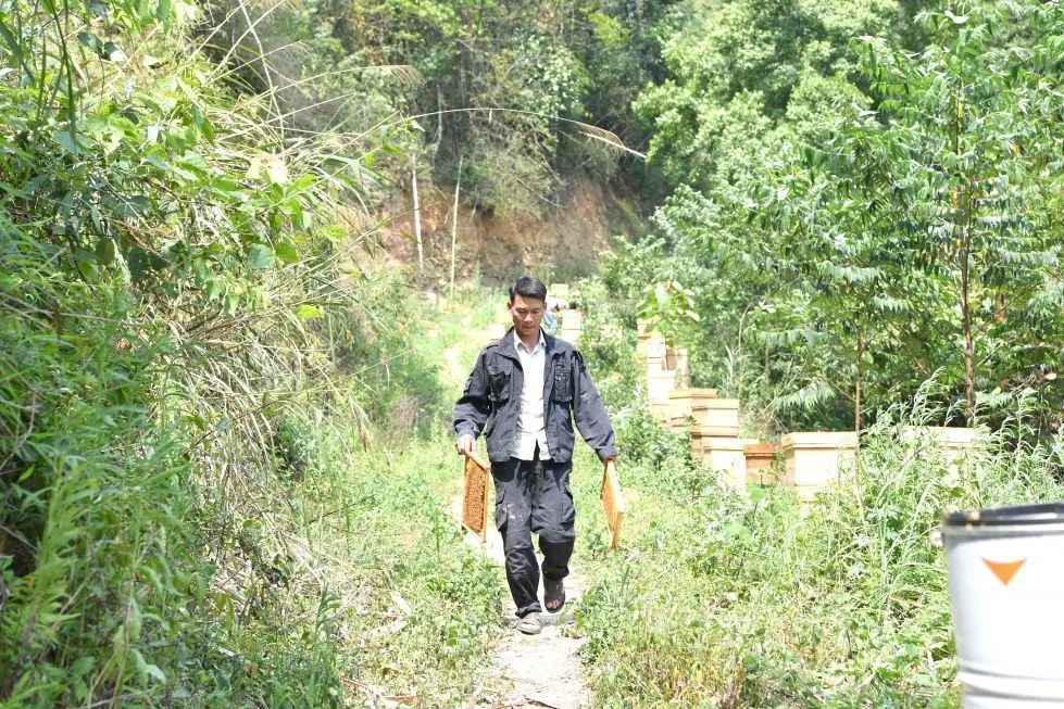重庆巫溪适合种什么药材_巫溪种植致富项目_巫溪适合种植的植物