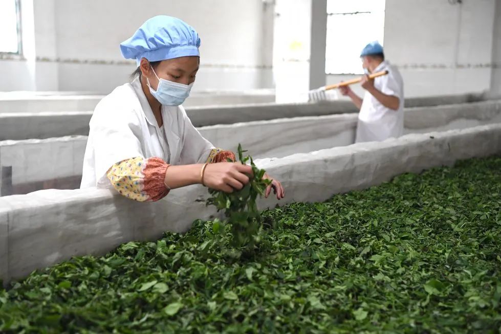 重庆巫溪适合种什么药材_巫溪种植致富项目_巫溪适合种植的植物