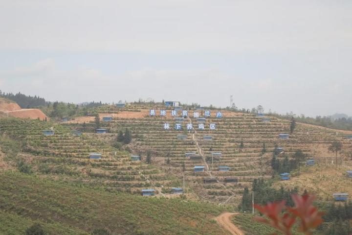 海南养殖什么致富_海南养殖业什么最赚钱农村_致富海南养殖企业