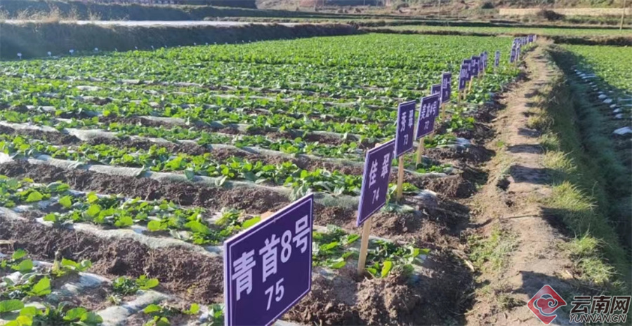楚雄蔬菜种植基地_楚雄农村致富种植_楚雄农作物