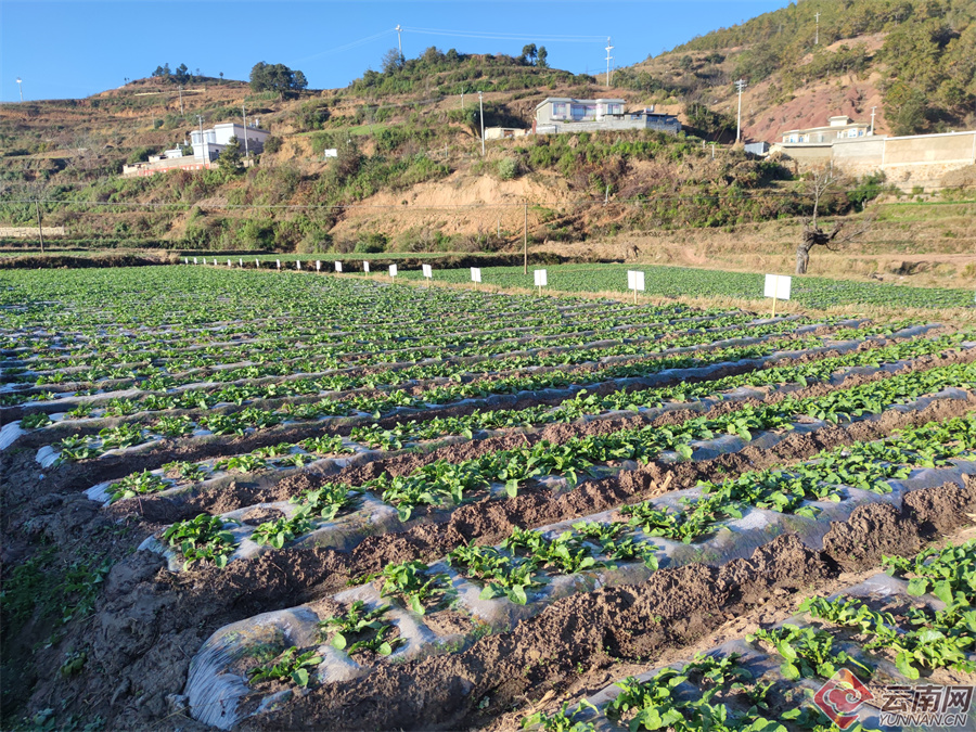 楚雄农村致富种植_楚雄农作物_楚雄蔬菜种植基地