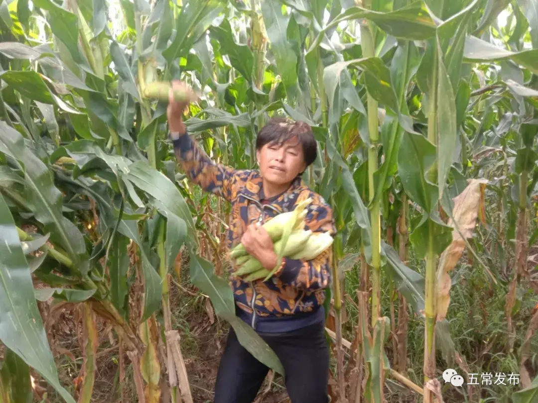 黑龙江玉米种植成本明细_黑龙江玉米高产种植技术_致富经黑龙江玉米种植