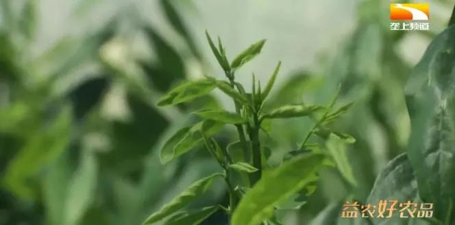 致富 ▍一次种植，十年收益，20元1斤，3天一茬，一年四季不断档！