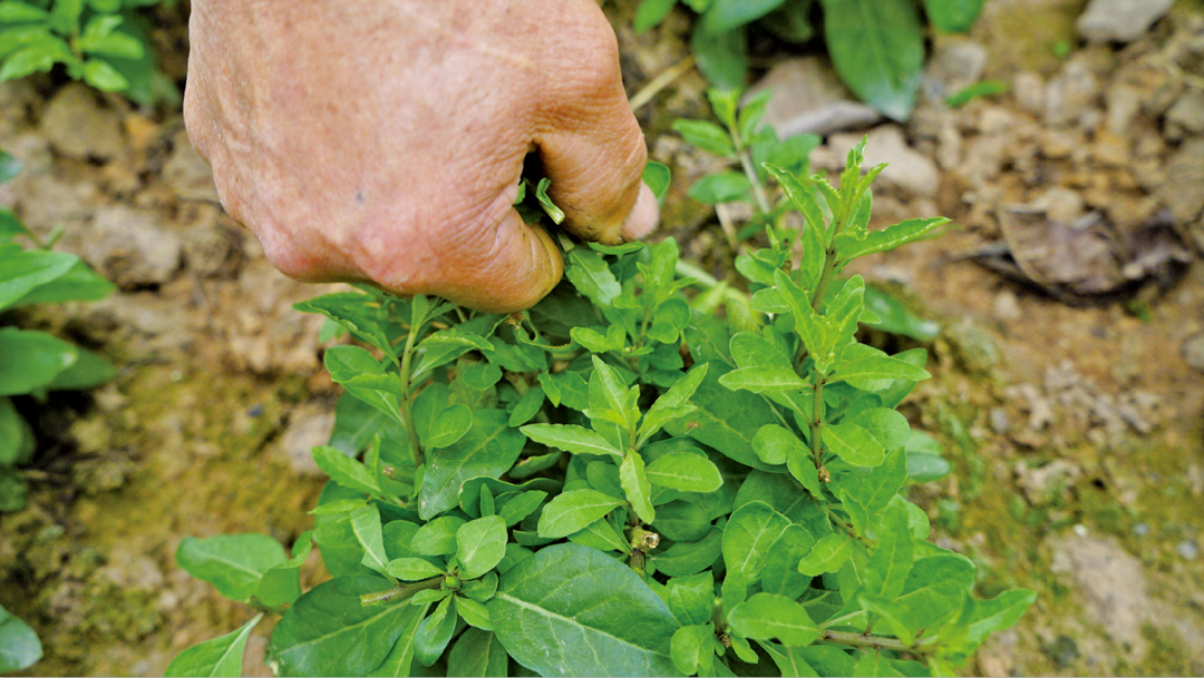 致富养殖种植热带农作物_致富热养殖种植_致富养殖好项目