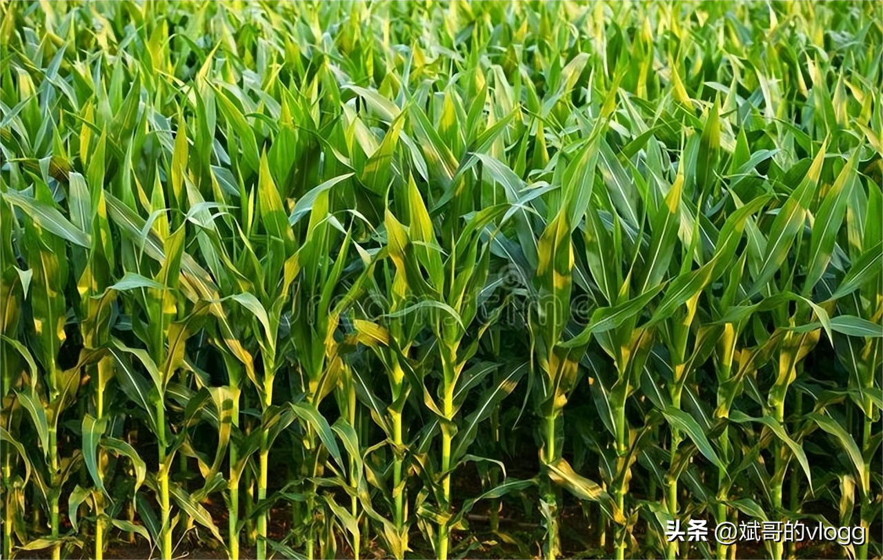 黑龙江玉米高产种植技术_黑龙江2020玉米种植规划_致富经黑龙江玉米种植