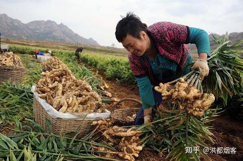 乳山牡蛎养殖技术_山东乳山牡蛎多少钱一斤_致富经乳山牡蛎视频