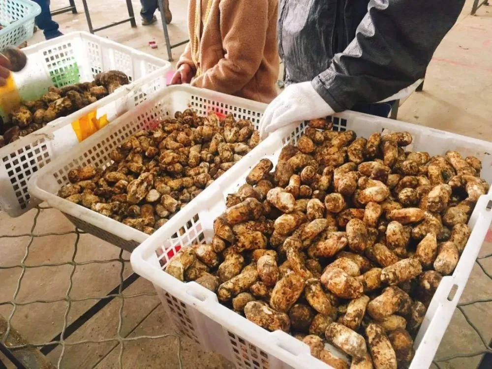 云南省致富经排名_云南富裕么_云南致富带头人