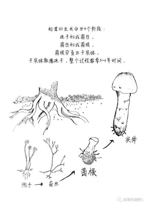 云南致富带头人_云南省致富经排名_云南富裕么