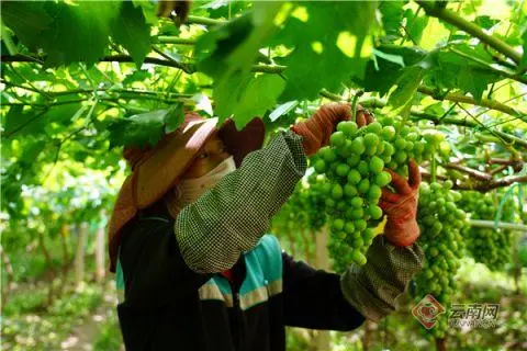 红葡萄怎么种_致富种植葡萄红薯视频_种植红葡萄致富