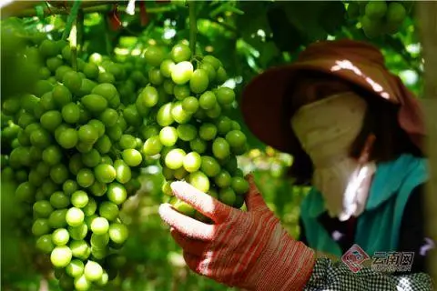 致富种植葡萄红薯视频_红葡萄怎么种_种植红葡萄致富