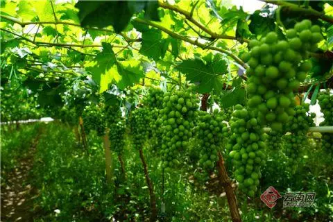红葡萄怎么种_致富种植葡萄红薯视频_种植红葡萄致富