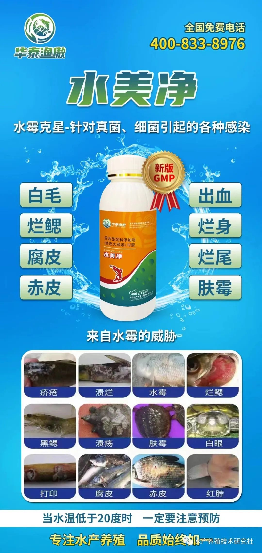 养殖鲫鱼鱼苗技术要点_养殖鲫鱼鱼苗技术视频_鲫鱼鱼苗的养殖技术