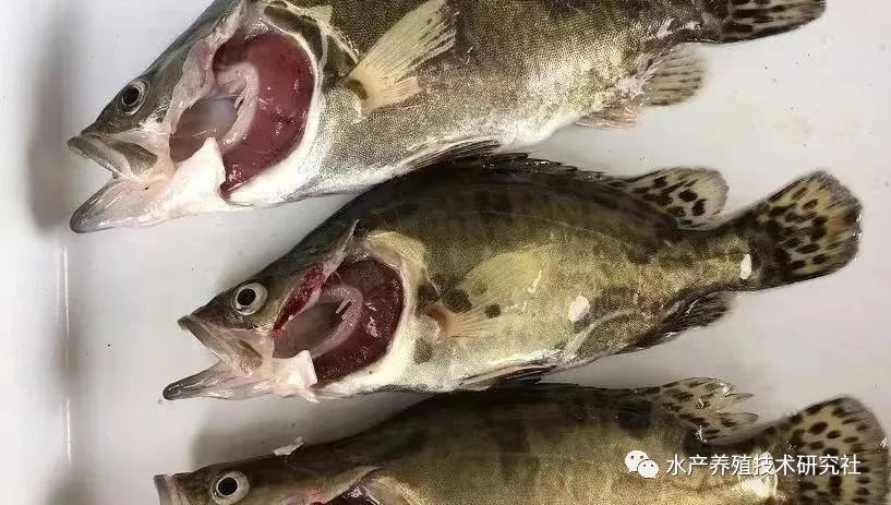 养殖鲫鱼鱼苗技术要点_鲫鱼鱼苗的养殖技术_养殖鲫鱼鱼苗技术视频