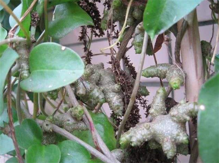 乡下有一种“洋植物”，名字叫藤三七，珠芽、叶子可食用，价值高