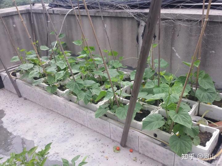 秋黄瓜的种植感受