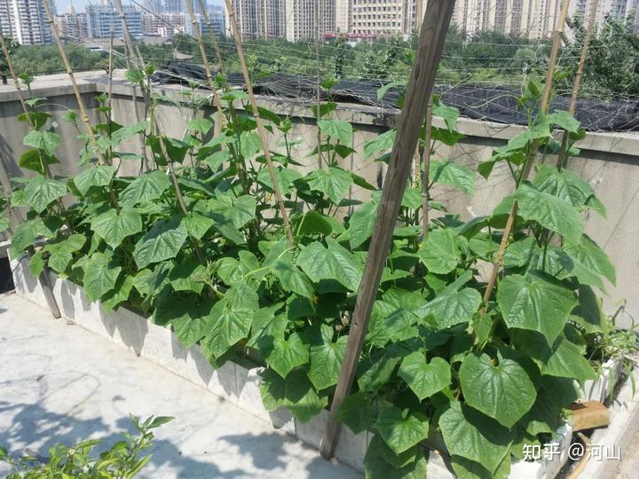 黄瓜幼苗怎么种植_黄瓜的幼苗 种植技术_黄瓜幼苗种植技术视频