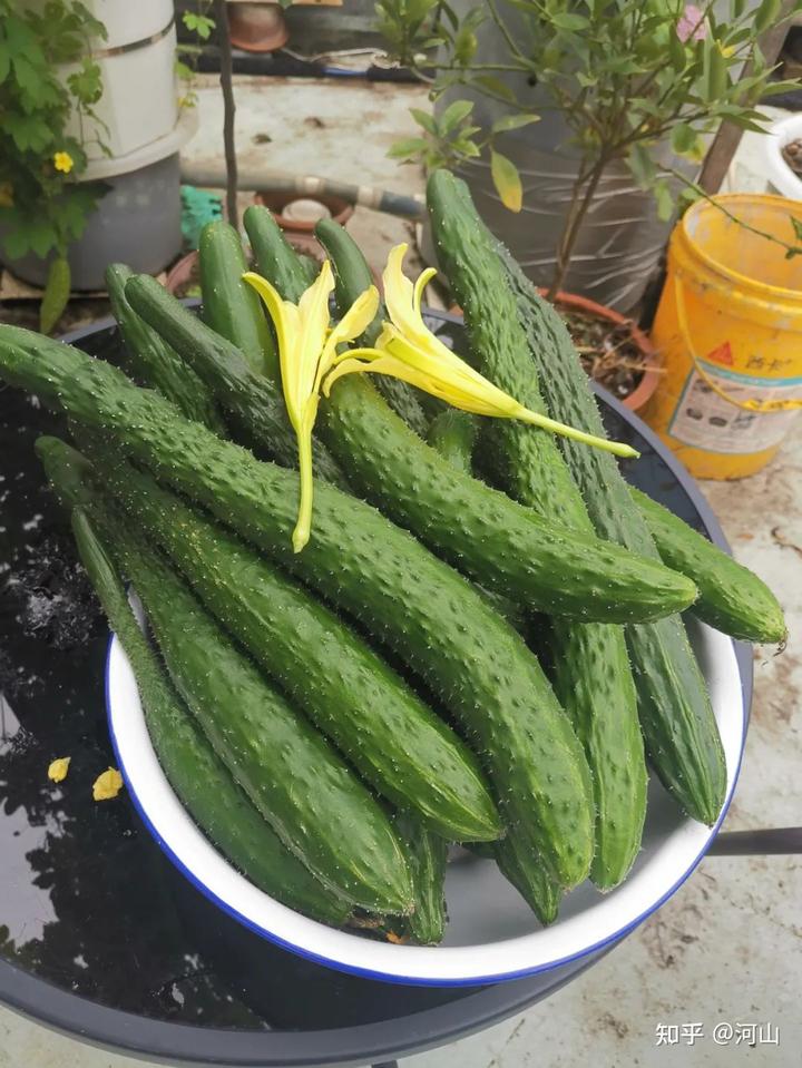 黄瓜的幼苗 种植技术_黄瓜幼苗种植技术视频_黄瓜幼苗怎么种植